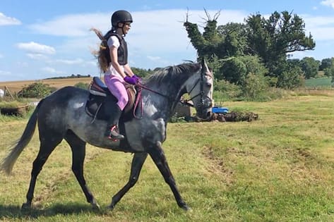 Common Myths About Ex-Racehorses